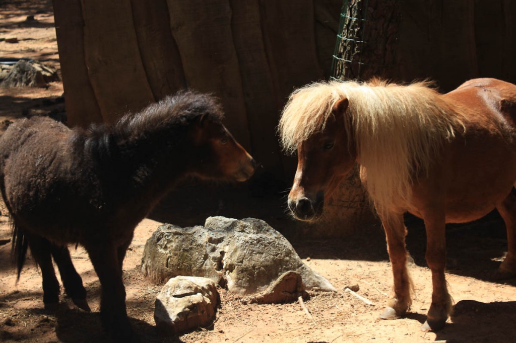 Ingenting å seie på hesteseksjonen - vi fekk tilbod om å ri, men det hadde vi diverre ikkje tid til.