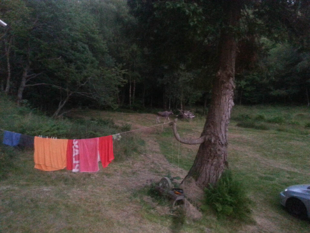 Fauna av alskens slag spritar opp kvardagen.